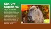 Kapibara 2 puslapis