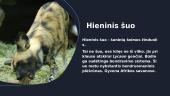 Hieninis šuo 2 puslapis