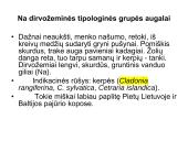 Miško tipologija (skaidrės) 13 puslapis