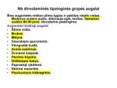 Miško tipologija (skaidrės) 14 puslapis