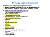 Miško tipologija (skaidrės) 16 puslapis