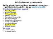 Miško tipologija (skaidrės) 17 puslapis