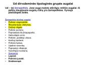 Miško tipologija (skaidrės) 18 puslapis