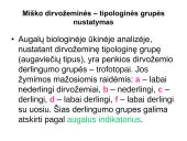 Miško tipologija (skaidrės) 7 puslapis