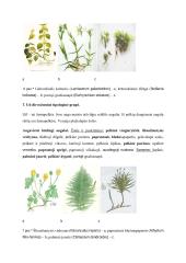 Miško botanikos mokomosios praktikos objektai 6 puslapis