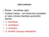 Žiedas. Vaisius 2 puslapis