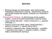 Žiedas. Vaisius 16 puslapis