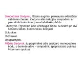 Žiedas. Vaisius 19 puslapis