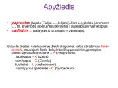 Žiedas. Vaisius 5 puslapis