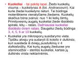 Žiedas. Vaisius 6 puslapis
