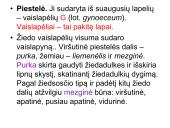 Žiedas. Vaisius 7 puslapis