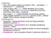 Žiedas. Vaisius 9 puslapis