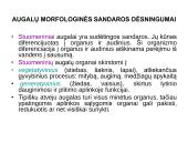 Augalų morfologija 2 puslapis