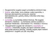 Augalų morfologija 11 puslapis