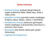 Augalų morfologija 12 puslapis