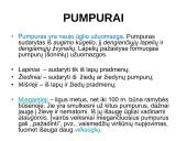 Augalų morfologija 13 puslapis