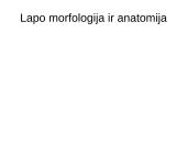 Augalų morfologija 14 puslapis