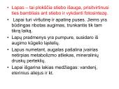 Augalų morfologija 15 puslapis