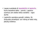 Augalų morfologija 16 puslapis