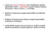 Augalų morfologija 18 puslapis