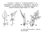 Augalų morfologija 19 puslapis