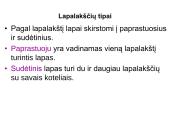 Augalų morfologija 20 puslapis
