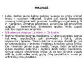 Augalų morfologija 3 puslapis