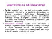 Augalų morfologija 4 puslapis
