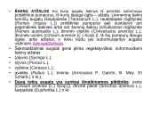 Augalų morfologija 5 puslapis