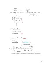 Nehidrolizuojamieji lipidai: terpenoidai ir steroidai 8 puslapis