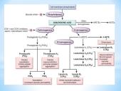 Uždegimas 17 puslapis