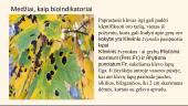 Bioindikatoriai ir jų įvairovė 13 puslapis