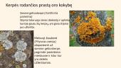 Bioindikatoriai ir jų įvairovė 7 puslapis