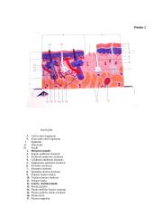 Nervinės galūnėlės 12 puslapis