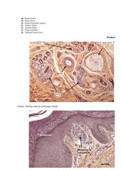 Nervinės galūnėlės 13 puslapis