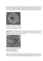 Nervinės galūnėlės 16 puslapis