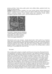 Nervinės galūnėlės 17 puslapis