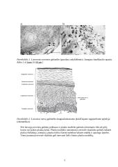 Nervinės galūnėlės 3 puslapis