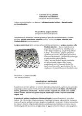 Nervinės galūnėlės 4 puslapis