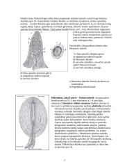 Nervinės galūnėlės 5 puslapis