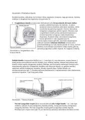 Nervinės galūnėlės 6 puslapis