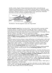 Nervinės galūnėlės 7 puslapis