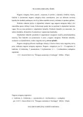 Nugaros smegenys 3 puslapis