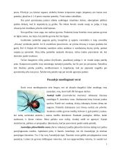 Nuodingieji vorai 5 puslapis