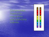 Chromosomų ir genomo mutacijos 6 puslapis