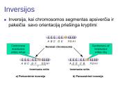 Chromosomų ir genų mutacijos 11 puslapis