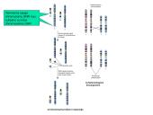 Chromosomų ir genų mutacijos 14 puslapis