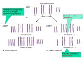 Chromosomų ir genų mutacijos 19 puslapis