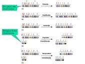 Chromosomų ir genų mutacijos 6 puslapis
