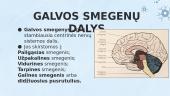 Galvos smegenų dalys 3 puslapis